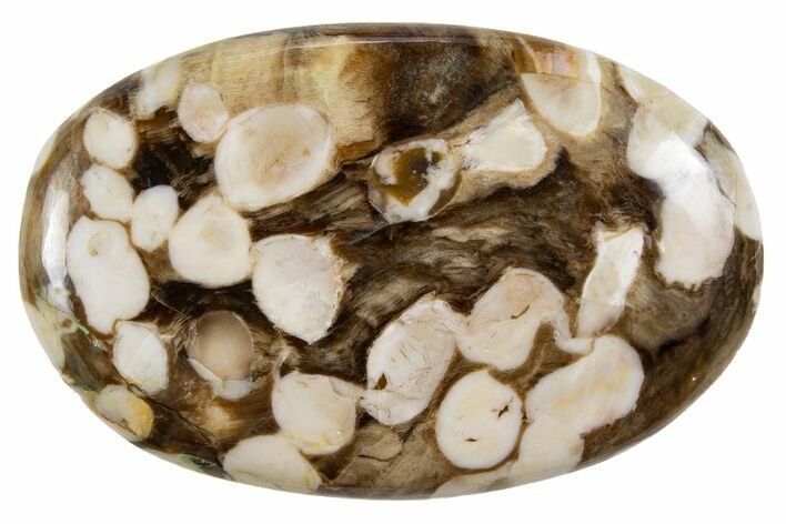 Polished Petrified Peanut Wood - Australia #341879